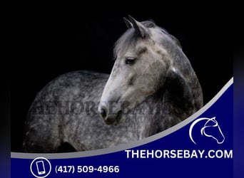 Frieserhästar, Sto, 5 år, 155 cm, Gråskimmel