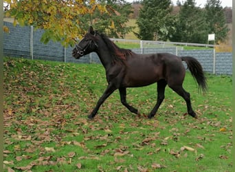 Frieserhästar Blandning, Sto, 5 år, 155 cm, Svart