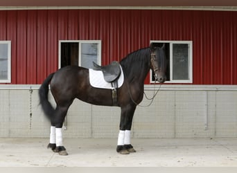 Frieserhästar Blandning, Sto, 5 år, 157 cm, Svart