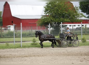 Frieserhästar Blandning, Sto, 5 år, 157 cm, Svart