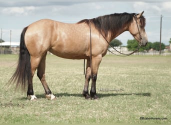 Frieserhästar, Sto, 5 år, 163 cm, Gulbrun