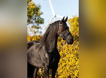 Frieserhästar, Sto, 5 år, 166 cm, Svart