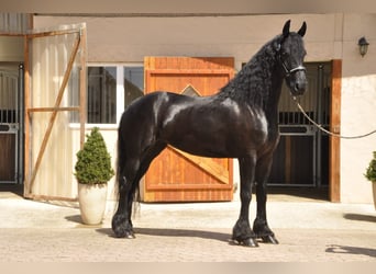 Frieserhästar, Sto, 5 år, 170 cm, Svart