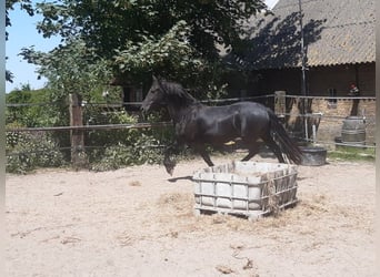 Frieserhästar, Sto, 7 år, 160 cm, Svart