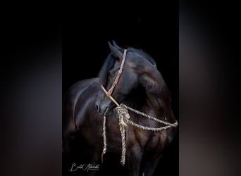 Frieserhästar Blandning, Sto, 9 år, 155 cm, Rökfärgad svart