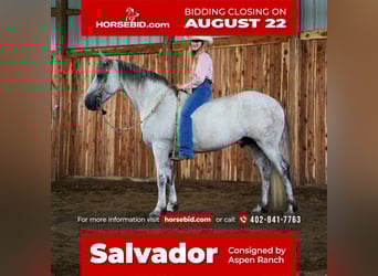 Frieserhästar Blandning, Valack, 10 år, 160 cm, Grå
