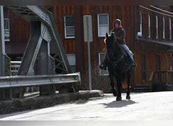Frieserhästar, Valack, 10 år, 163 cm, Svart