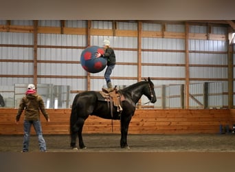 Frieserhästar, Valack, 10 år, 163 cm, Svart