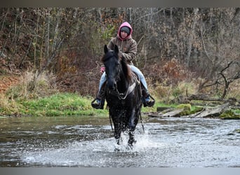 Frieserhästar, Valack, 10 år, 163 cm, Svart