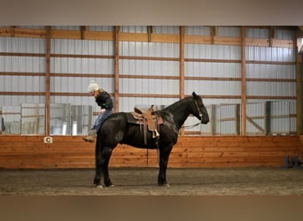 Frieserhästar, Valack, 10 år, 163 cm, Svart