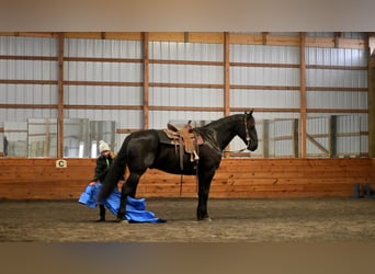 Frieserhästar, Valack, 10 år, 163 cm, Svart