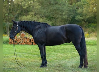 Frieserhästar Blandning, Valack, 10 år, 163 cm, Svart