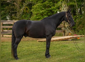 Frieserhästar Blandning, Valack, 10 år, 163 cm, Svart
