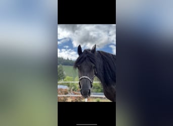Frieserhästar, Valack, 10 år, 164 cm, Svart