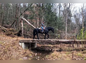 Frieserhästar Blandning, Valack, 10 år, Svart