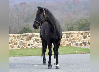 Frieserhästar Blandning, Valack, 11 år, 165 cm, Svart