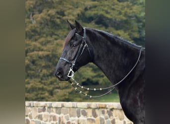 Frieserhästar Blandning, Valack, 11 år, 165 cm, Svart