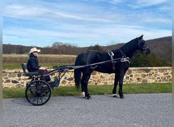 Frieserhästar Blandning, Valack, 11 år, 165 cm, Svart