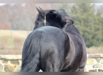 Frieserhästar Blandning, Valack, 11 år, 165 cm, Svart