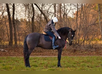 Frieserhästar Blandning, Valack, 11 år, 173 cm, Svart