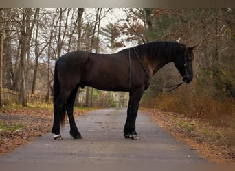 Frieserhästar Blandning, Valack, 11 år, 173 cm, Svart