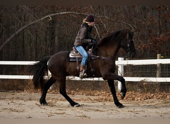 Frieserhästar Blandning, Valack, 11 år, 173 cm, Svart