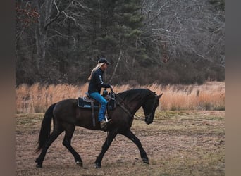 Frieserhästar Blandning, Valack, 11 år, 173 cm, Svart