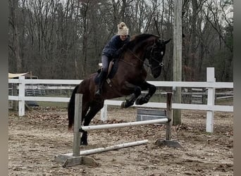 Frieserhästar Blandning, Valack, 11 år, 173 cm, Svart