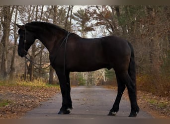 Frieserhästar Blandning, Valack, 11 år, 173 cm, Svart