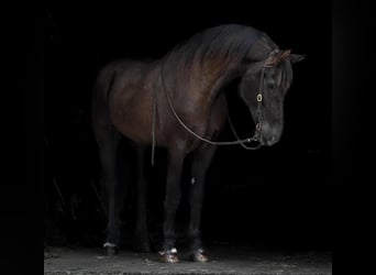 Frieserhästar Blandning, Valack, 11 år, 173 cm, Svart
