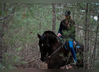 Frieserhästar Blandning, Valack, 11 år, 173 cm, Svart