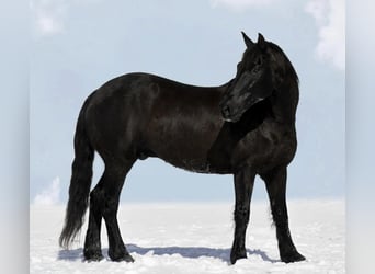 Frieserhästar, Valack, 12 år, 160 cm, Svart