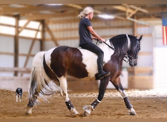 Frieserhästar, Valack, 13 år, Tobiano-skäck-alla-färger