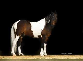 Frieserhästar, Valack, 13 år, Tobiano-skäck-alla-färger