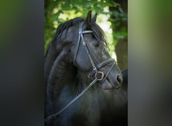 Frieserhästar, Valack, 15 år, 160 cm, Rökfärgad svart