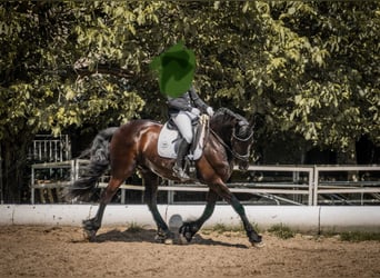 Frieserhästar, Valack, 16 år, 168 cm, Svart