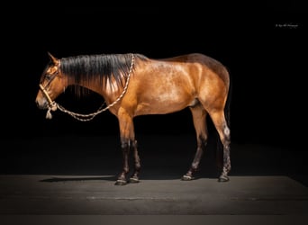 Frieserhästar Blandning, Valack, 2 år, 135 cm, Gulbrun