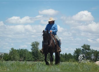 Frieserhästar, Valack, 3 år, 150 cm, Svart