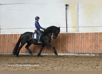 Frieserhästar, Valack, 3 år, 162 cm, Svart