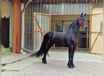 Frieserhästar, Valack, 3 år, 164 cm, Svart