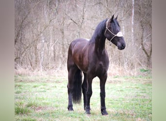 Frieserhästar, Valack, 3 år, 165 cm, Svart