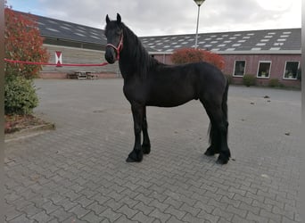 Frieserhästar, Valack, 3 år, 166 cm, Svart