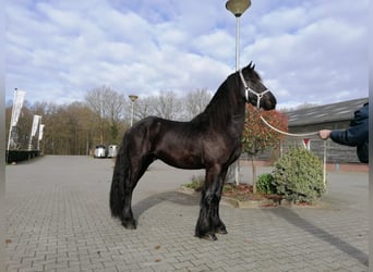 Frieserhästar, Valack, 3 år, 167 cm, Svart
