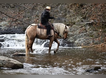 Frieserhästar Blandning, Valack, 3 år, Palomino