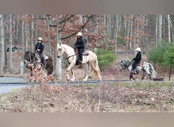 Frieserhästar Blandning, Valack, 3 år, Palomino