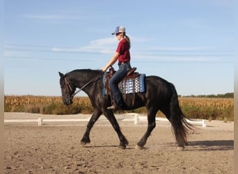 Frieserhästar Blandning, Valack, 4 år, 150 cm, Svart