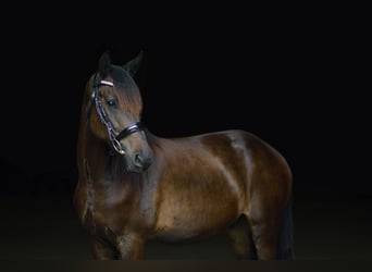 Frieserhästar Blandning, Valack, 4 år, 160 cm, Mörkbrun