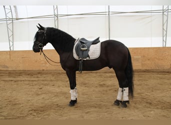 Frieserhästar Blandning, Valack, 4 år, 160 cm, Svart