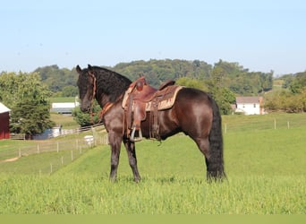 Frieserhästar Blandning, Valack, 4 år, 160 cm, Svart