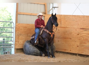 Frieserhästar Blandning, Valack, 4 år, 160 cm, Svart